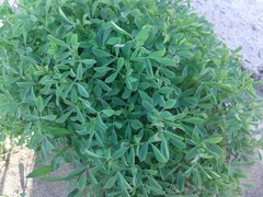 Medicago falcata