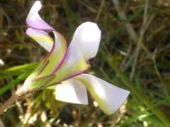 Oxalis lateriflora