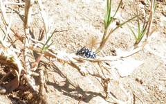 Thyreus caeruleopunctatus