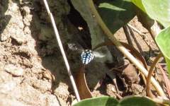 Thyreus caeruleopunctatus