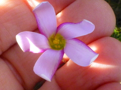 Oxalis lateriflora