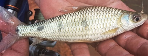 Leporinus friderici