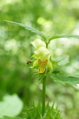 Lamium galeobdolon montanum