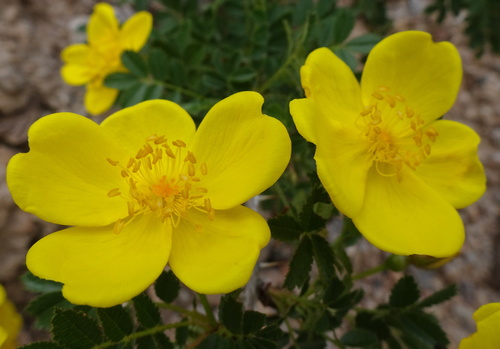 Rosa kokanica