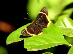 Riodina lycisca lycisca