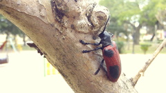 Coraliomela quadrimaculata