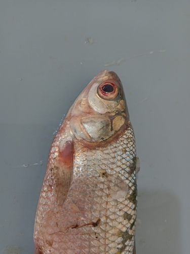 Boulenger's curimata (Pseudocurimata boulengeri) — Curimatidae — 5