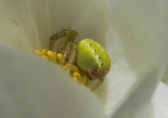 Araniella opisthographa