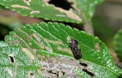 Octotoma scabripennis