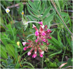 Anthyllis vulneraria
