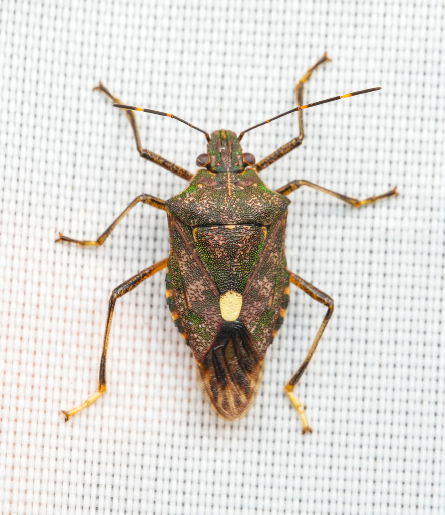 Tachengia yunnana