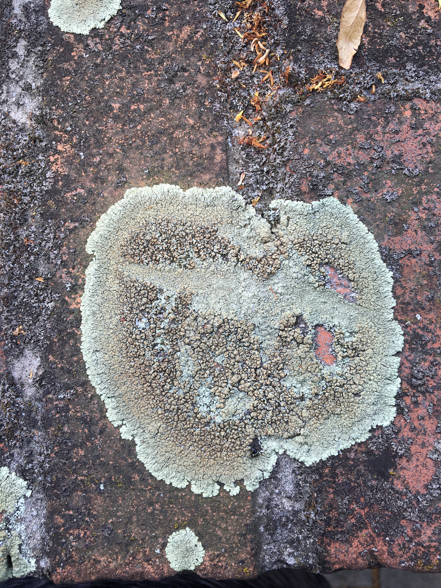 Lecanora muralis image
