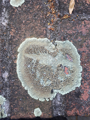 Protoparmeliopsis muralis