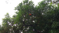 Tabernaemontana catharinensis