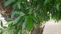 Tabernaemontana catharinensis