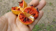 Tabernaemontana catharinensis