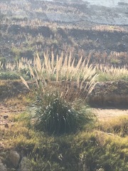 Cortaderia selloana