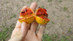 Tabernaemontana catharinensis