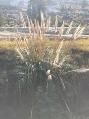 Cortaderia selloana