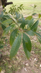 Tabernaemontana catharinensis