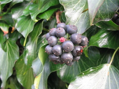 Hedera helix