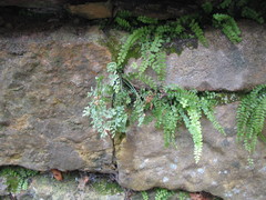 Asplenium ruta-muraria
