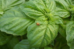 Coelophora inaequalis