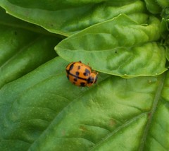 Coelophora inaequalis