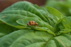 Coelophora inaequalis