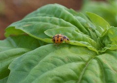 Coelophora inaequalis