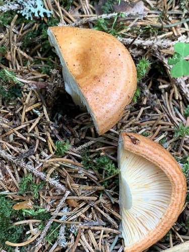 Lactarius zonarioides — (c) Manuela Fiorini, some rights reserved (CC BY)