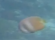 Blacklip Butterflyfish (Chaetodon kleinii) — recorded at Loh Namu