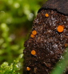 Cheilymenia raripila