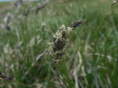 Sesleria