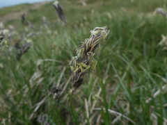 Sesleria
