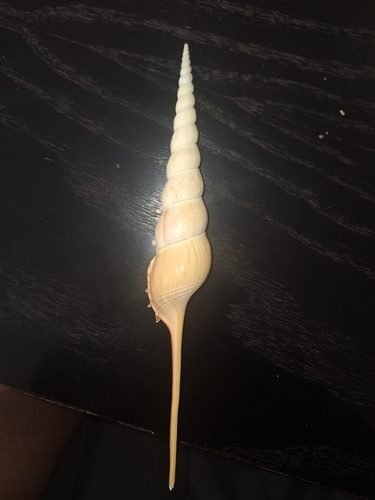 Tibia fusus, 2023-08-21