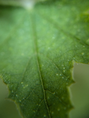 Image of Iliamna corei by (c) Harrison West, some rights reserved (CC BY)