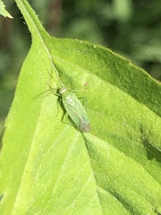 Orthotylus marginalis