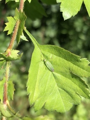 Orthotylus marginalis