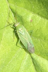 Orthotylus marginalis