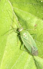 Orthotylus marginalis