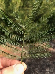 Acacia decurrens