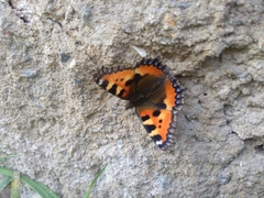 Aglais urticae
