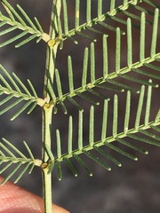 Acacia decurrens