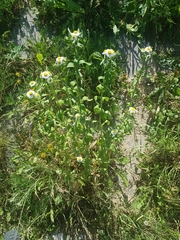Erigeron annuus