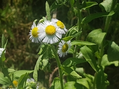 Erigeron annuus
