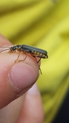 Cantharis pagana