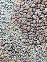 Protoparmeliopsis muralis