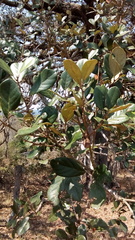 Quercus oleoides