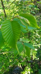 Ostrya carpinifolia